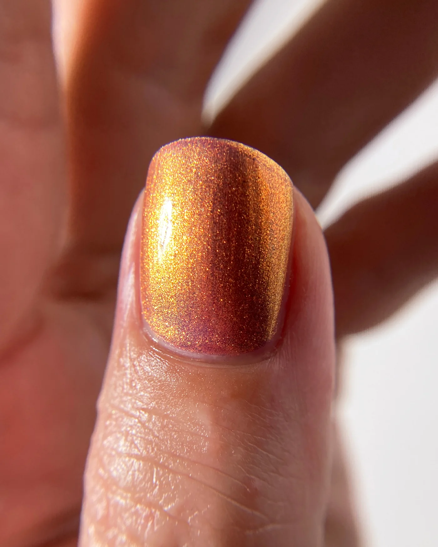 Flight Of The Monarchs - Image 10