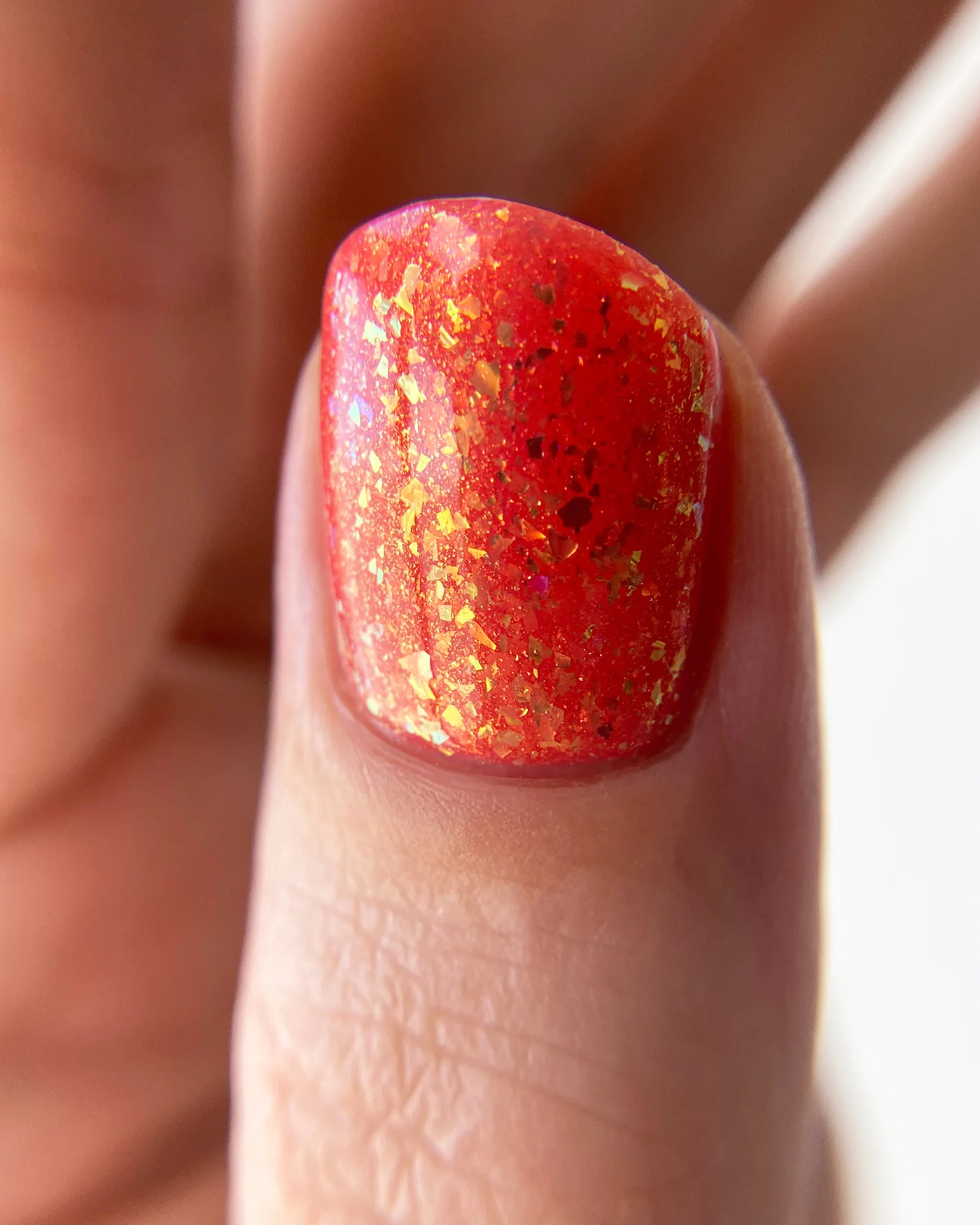 Hermit Crab - Image 7