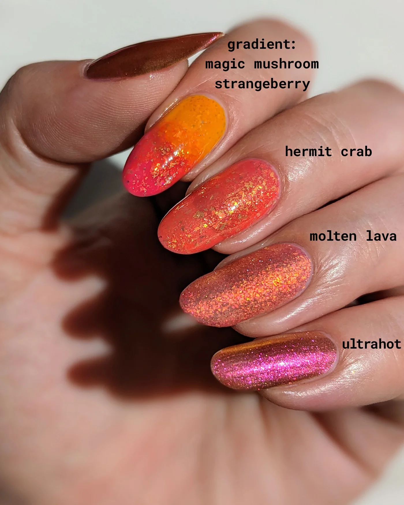 Hermit Crab - Image 9