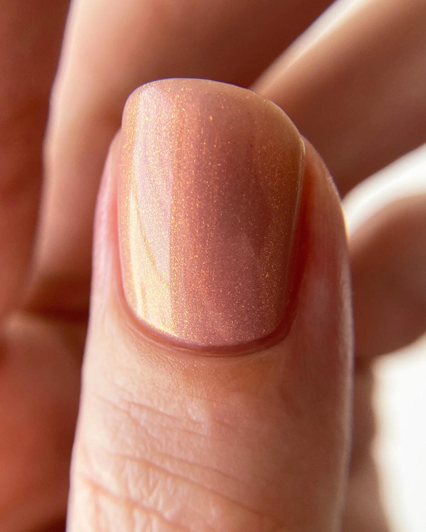 Sand Viper - Image 5